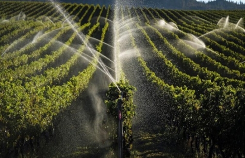 B.C. vineyards devastated by winter freeze, slashing wine output up to 56%: growers